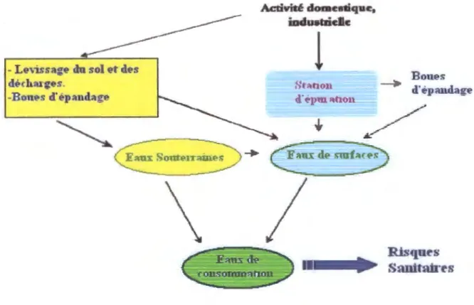 Figure S:  Le  devenir des PE dans l'environnement(25). 