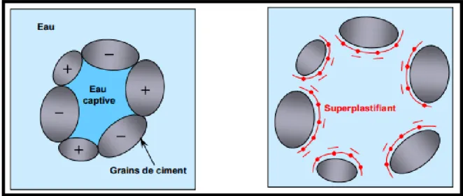Figure I.9 : Effet du superplastifiant sur les grains de ciment par le phénomène de dispersion  [16]