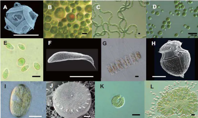 Figure 1 : Diversité morphologique des microalgues (Filali, 2012)  A : GephyrocapsaE : DunaliellatertiolectaJ : Bacillariophycea  B : HaematococcuslacustrisF : ChaetoceroscalcitransK : Raphidophceae 