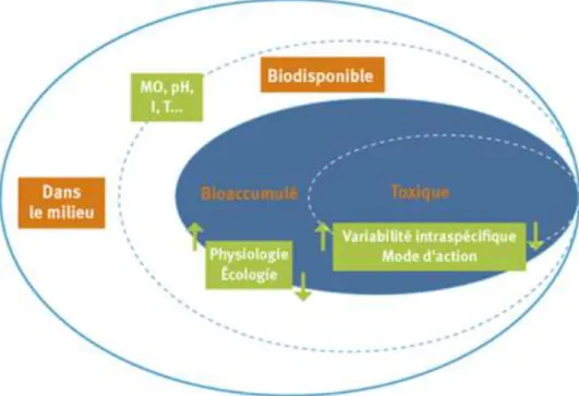Figure 6 :Biodisponibilité et bioaccumulation des contaminants dissous dans le milieu  aquatique 