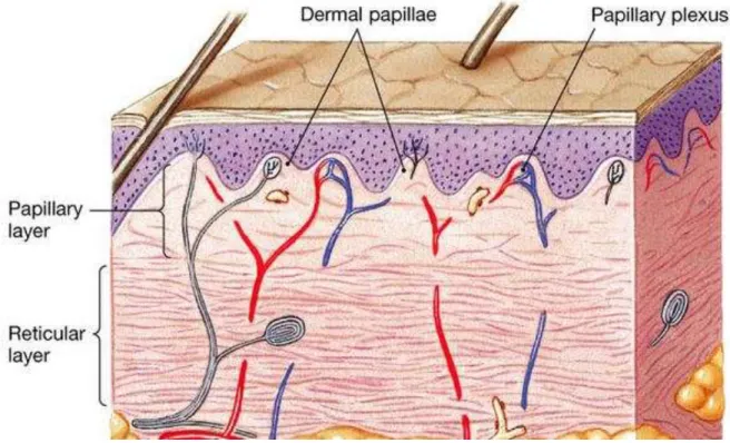 Figure 3. Histologie du derme (Parenteau Bareil, 2010) 