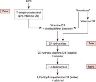 Figure 7. Biosynthèse de la vitamine D3 (Wuerzner  et al.,  2011) 