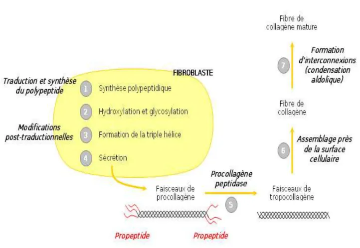 Figure 13. Synthèse des fibres de collagène (Techno-science, 2012) 