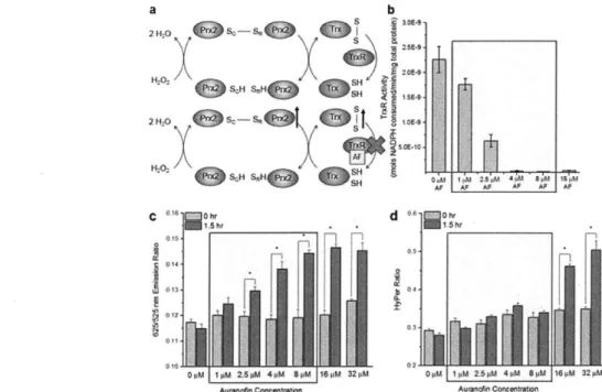 Figure 3.7.  Effect  of thioredoxin  reductase inhibitor auranofin (AF)  on response  of fluorescent  probe