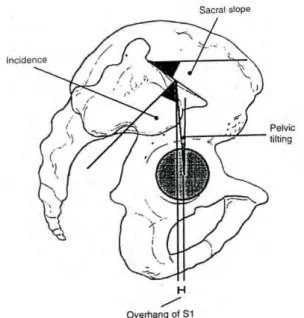Figure 7 : Paramètres pelviens 