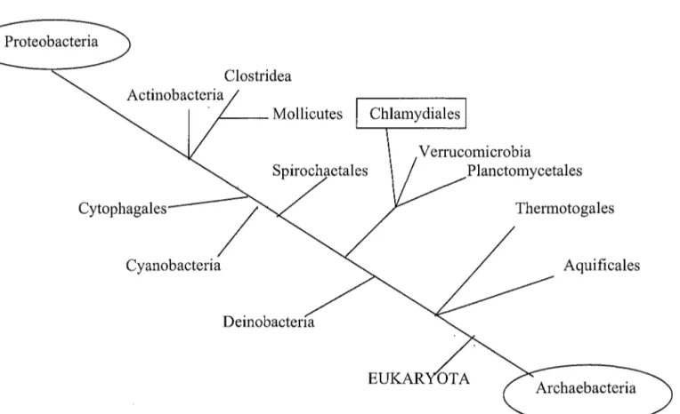 Figure nO 1 : Relations phylogéniques entre les principaux groupes d'organismes vivants, déduites de la comparaison des séquences nucléotidiques de l' ARN ribosomal de la petite sous unité (16S).[14]