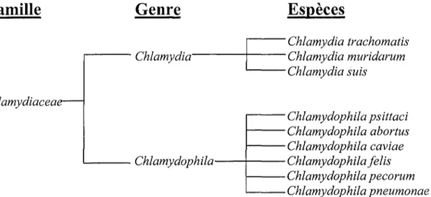 Tableau na 1 : Principaux caractères distinctifs entre les genres Chlamydia et Chlamydophila [14].