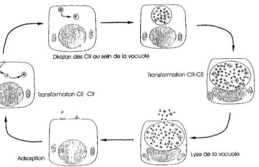Figure nO 4 : Cycle de multiplication de Chlamydia trachomatis [14].