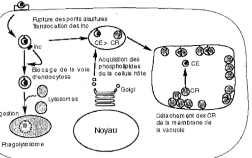 Figure nO 5 : Schéma du système de contrôle du cycle chlamydien [14].