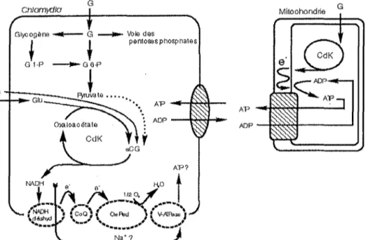 Figure n° 7 : Métabolisme énergétique des Chlamydiaceae [14].