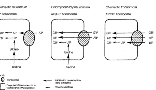 Figure nO 8 : Anabolisme des ribonucléotides chez les Chlamydia [14].