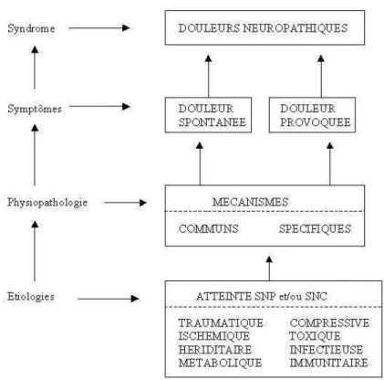 Figure 15 : Etiologie  et symptômes des douleurs neuropathiques 