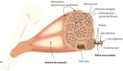Figure 1 : Représentation schématique de l’anatomie d’un muscle squelettique strié humain (Figure issue de  www.campusport.univ-lille2.fr) 
