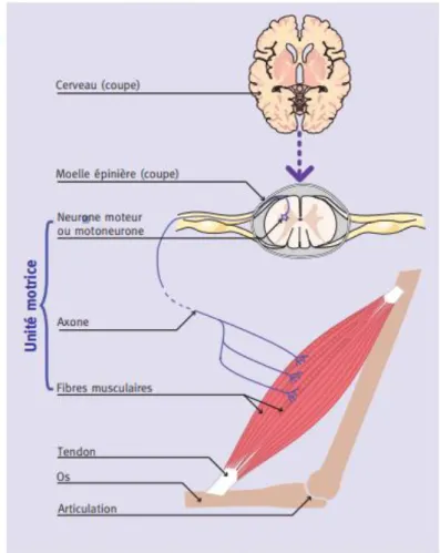 Figure  2 :  Représentation  schématique  du  fonctionnement  de  l’activité  musculaire  (Figure  issue  de  www.institut-myologie.org) 