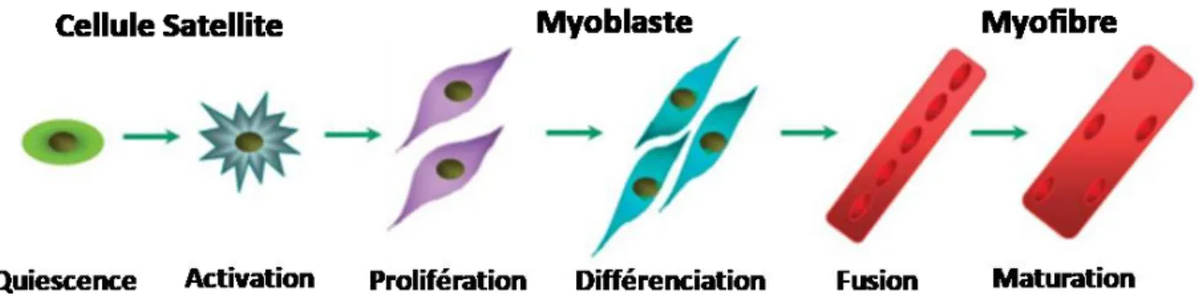 Figure 3: Représentation schématique de la myogénèse des cellules satellites (Figure adaptée de [8])