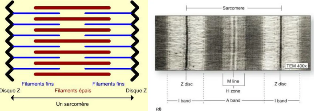 Figure  4:  Schéma  en  coupe  longitudinale  de  l’architecture  d’un  sarcomère  (à  gauche)  et  image  en  microscopie électronique (à droite) (Figure issue www.planet-vie.ens.fr) 