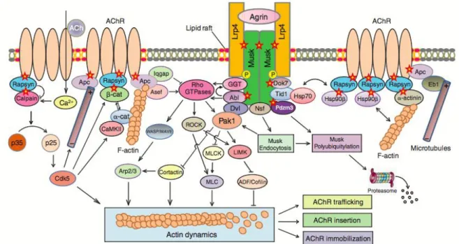Figure  8  :  Représentation  schématique  des  voies  d’activation  intracellulaires  de  l’agrine  pour  la 