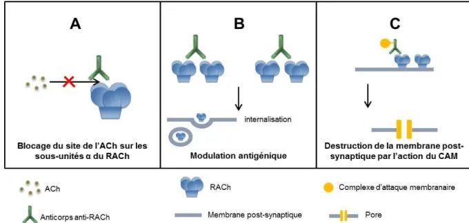 Figure 9 : Mécanismes d’actions des anticorps anti-RACh. (A) Blocage du site de fixation de l’acétylcholine par  les auto-anticorps (effet de type curare)