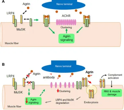 Figure 10 : Mécanisme des auto-anticorps anti-LRP4 et anti-agrine dans la MG(Figure issue de [51])