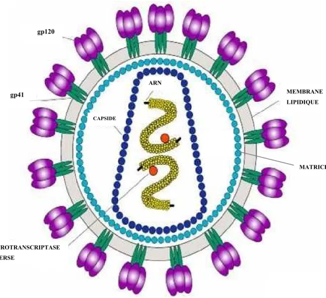Figure n°1 : Structure du virus de l'immunodéficience humaine ou VIH 