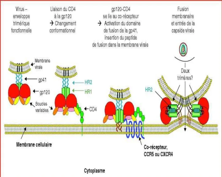Figure n°3 : Entrée du VIH dans la cellule hôte 
