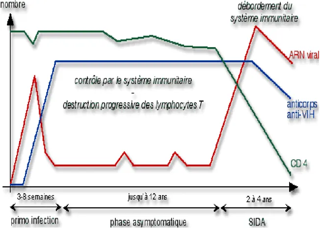 Figure n°9 : Evolution des paramètres immunologiques lors de l'infection à  VIH 