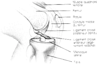 Figure 15. Anatomie du genou de profil. Internet. cmontmorency.qc.ca/sped~expo/genou.html 