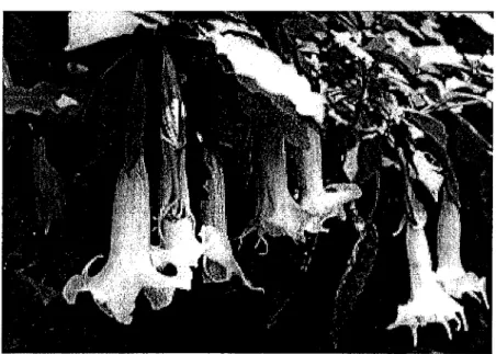 Figure 9 : Datura suaveolens - Brugmansia