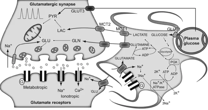 Figure 2 : représentation schématique du couplage astrocyte – neurone 