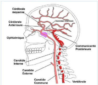 Figure 1 : Anatomie vasculaire cérébrale. 