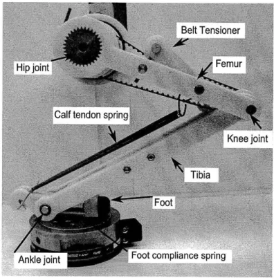 Figure  2-3:  Physical  model  of  new  leg  design  showing  the  extension  springs  used  for  the compliant  calf tendon  and  the  leaf  springs  in the  foot.