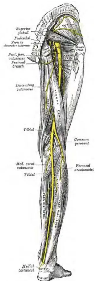 Figure 1 : Anatomie du nerf tibial postérieur 