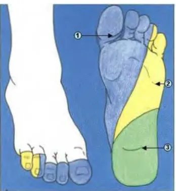 Figure 2 : Territoire sensitif du nerf tibial postérieur au pied (43) 