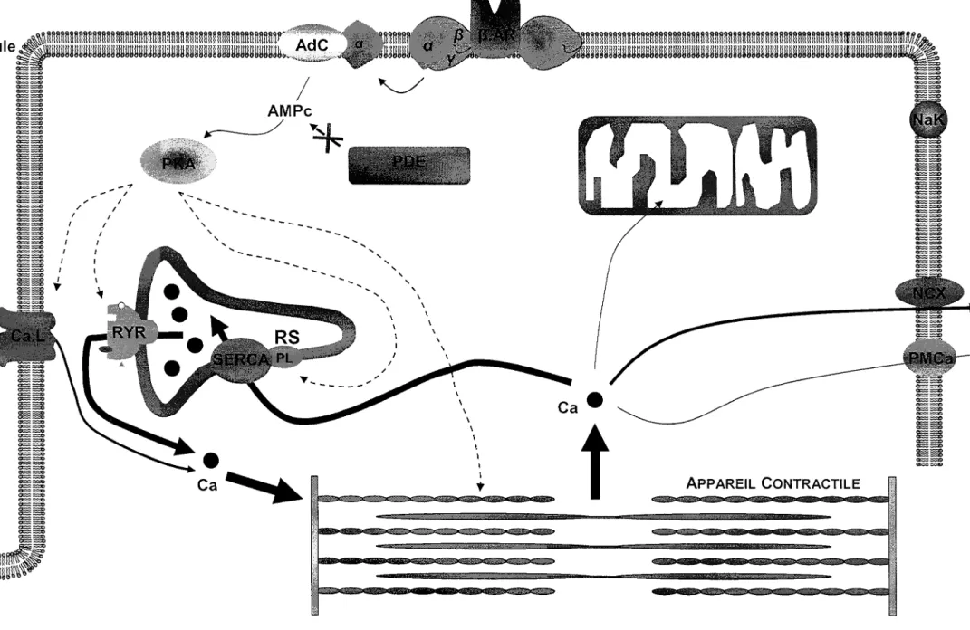 Figure  1  :  Couplage Excitation  Contraction  Relaxation.  Lors  de  la  dépolarisation  membranaire,  le  calcium rentre  dans la  cellule  par  les  canaux  calciques  lents  (Ca.L) et active les récepteurs  a  la ryanodine (Ryr), libérant les stocks c