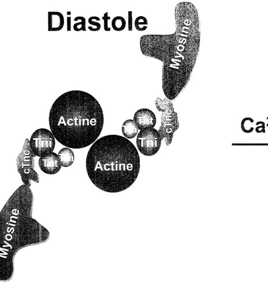 Figure  2 :  Mécanisme de l'appareil  contractile. En  diastole, la  tropomyosine et les troponines (1  =  &#34;inhibant&#34;, C = liaison avec le calcium, et  T =  liaison avec la  Tropomyosine) bloquent l'interaction actine  -  rnyosine