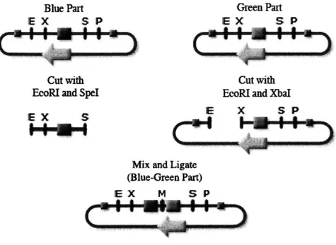 Figure  2-2:  Two  BioBrick  parts, blue  and  green,  are  combined  to form  one part