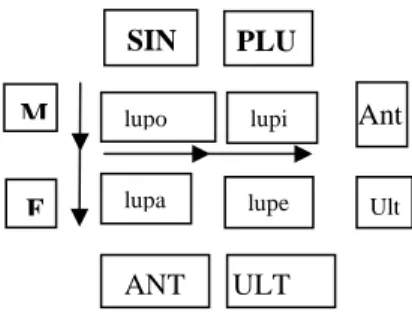 Figure 3. Application de l’ordination opérative à l’italien lupo (« loup ») et à ses déclinaisons 187