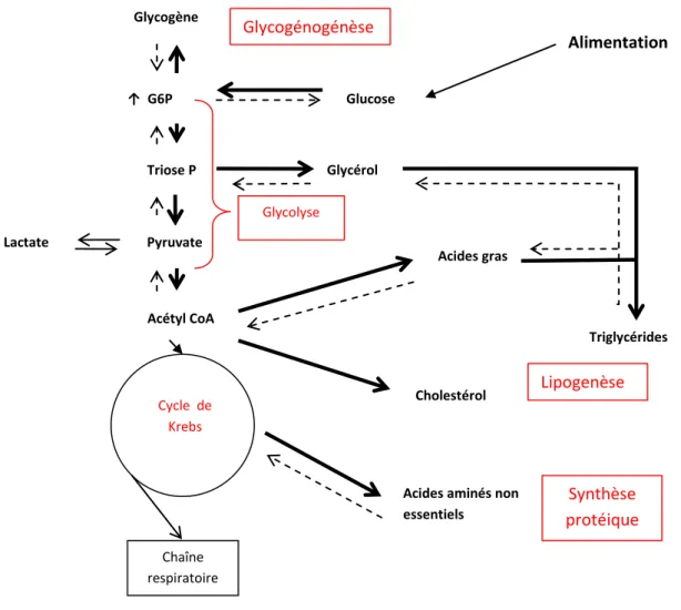 Figure 1 : action de l’insuline sur les principales voies métaboliques hépatiques à l’état nourri