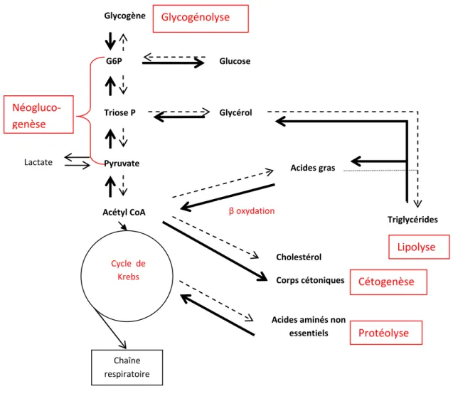 Figure 2 : action du glucagon sur les principales voies métaboliques hépatiques à l’état de jeûne
