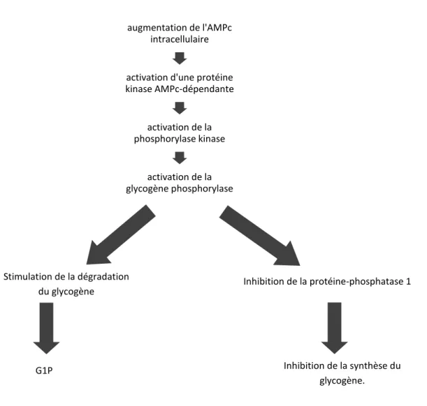 Figure  7 :  activation  de  la  phosphorylase  et  inhibition  de  la  glycogène  synthase  (d’après  Scriver's  OMMBID,  McGraw -Hill