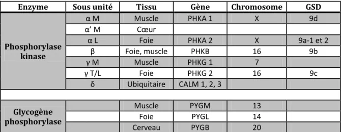 Tableau 5 : Phosphorylase kinase et glycogène phosphorylase : structure et expression tissulaire