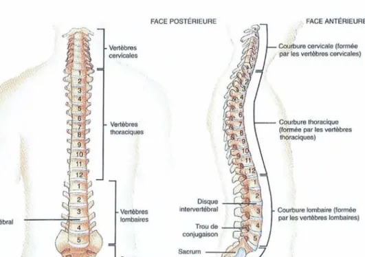 Figure 1 - La colonne vertébrale: