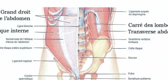 Figure 20 - Vue antérieure des muscles du tronc. [112]