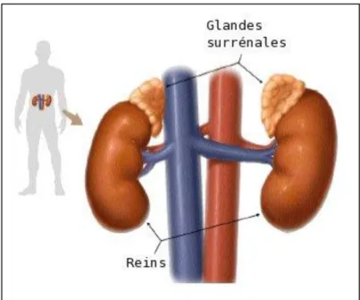 Figure 2 : Situation anatomique de la glande surrénale (10) 