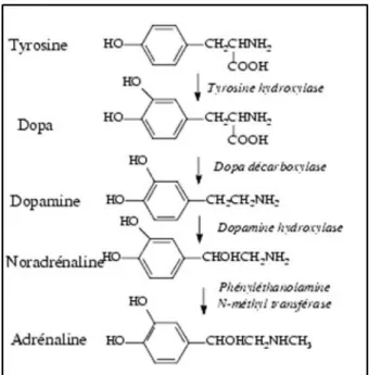 Figure 3 : Biosynthèse des catécholamines (11) 