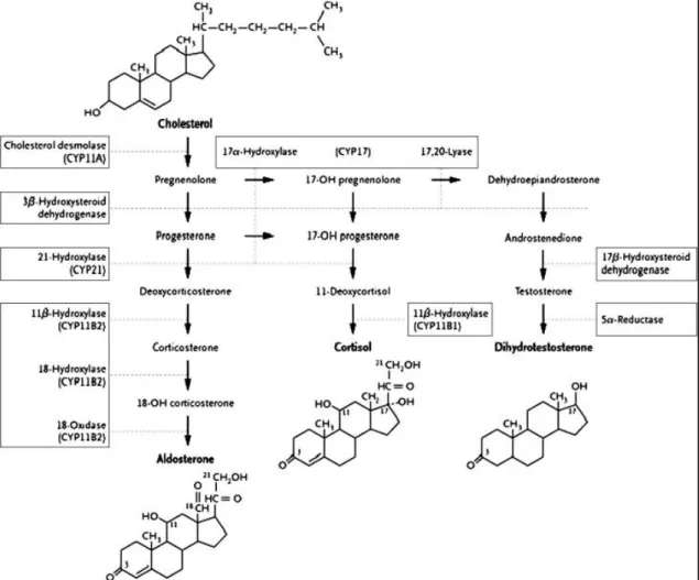 Figure 5. Schéma général de la biosynthèse des hormones stéroïdes (13) 