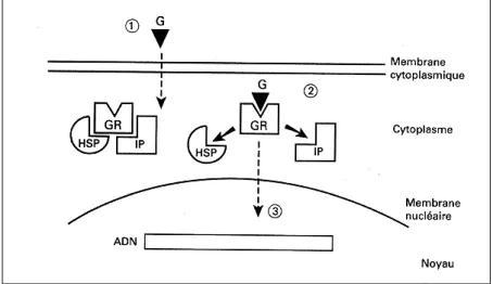 Figure 16 : Arrivé du ligand (G) sur le récepteur glucocorticoïde (GR) maintenu en état d'équilibre par  plusieurs protéines (HSP et IP) (28) 