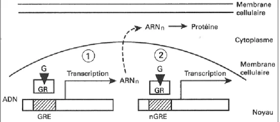 Figure 17 : Situation 1, le complexe ligand-récepteur (G/GR) se fixe aux séquences promoteurs des gènes  cibles (GRE), il y a synthèse des protéines