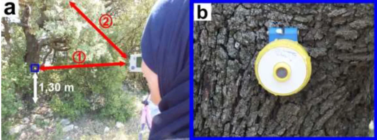 Figure 8 : a) Utilisation du vertex forestier, il est d'abord pointé sur la cible, qui est placée à 1,30 m du sol (1) avant  d'être orienté vers la cime de l'arbre (2)