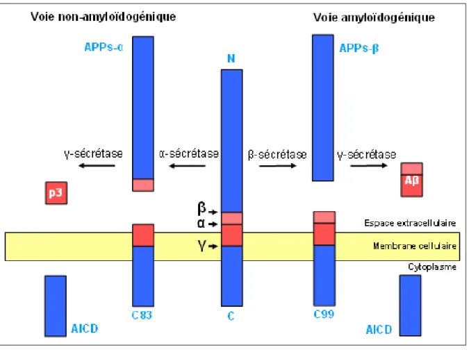 Figure 3 : le processus protéolytique de la protéine APP  I-  La voie de maturation non-amyloïdogénique 